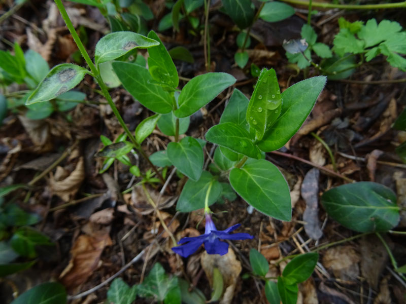 Vinca major / Pervinca maggiore